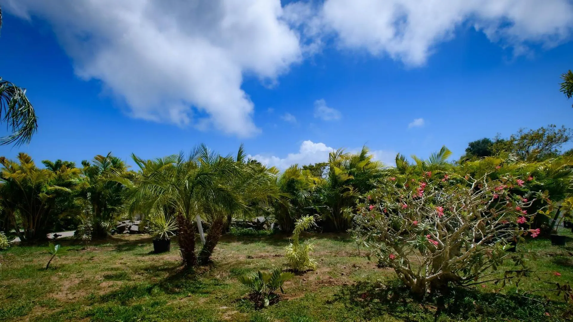 Club Vieques - Adults Only Resort - Lgbt Friendly 푸에르토리코